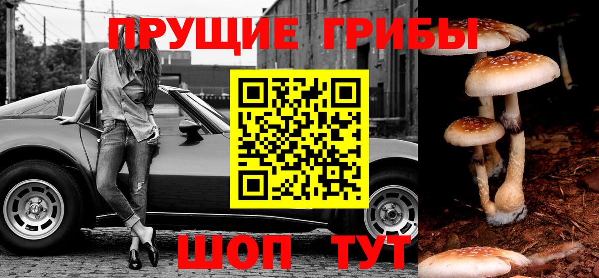 Псилоцибиновые грибы GOLDEN TEACHER  Вход с VPN  Псилоцибиновые грибы GOLDEN TEACHER  Усть-Кут 